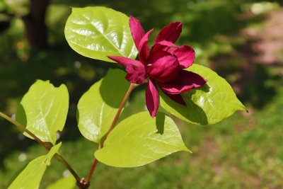 Cylycanthus x raultonii 'Hartlage Wine' - sazaník Raulstonův - květ 4